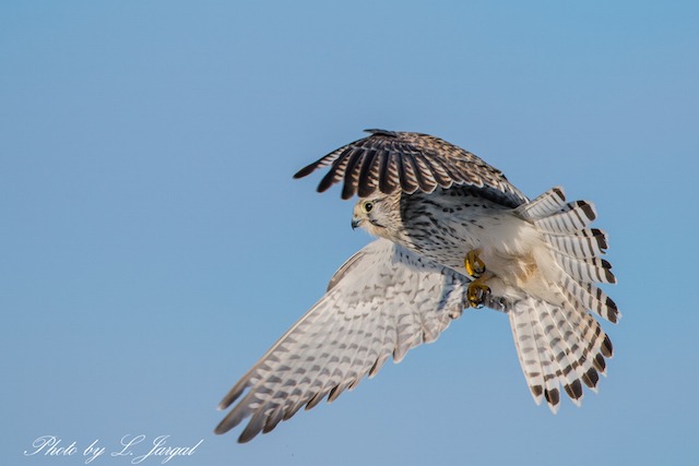 Начин шонхор(Falco tinnunculus)